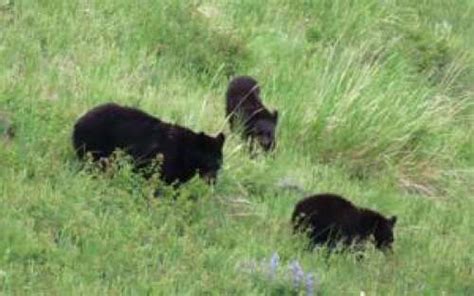 black milf|Black bear management